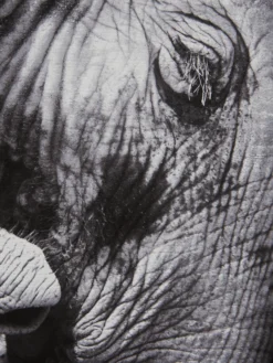 Leinwand-Druck-gerahmt, Schwarz -Haushaltsgegenstände Geschäft ElephantBaby Druckgerahmt Grau Schwarz 60x60 lup