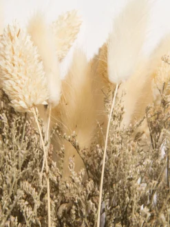 Trockenblume, Beige -Haushaltsgegenstände Geschäft Flowerbouquet Trockenblume Beige 40 lup