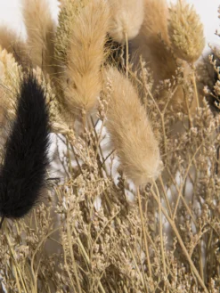 Trockenblume, Natural -Haushaltsgegenstände Geschäft Flowerbouquet Trockenblume Dunkelbeige Natural 40 lup