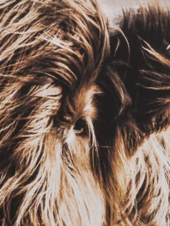 Leinwandbild, Braun -Haushaltsgegenstände Geschäft Highlandrind Leinwandbild Braun 83x103 lup1