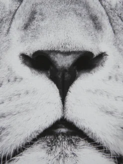 Leinwand-Druck-gerahmt, Schwarz/Grau -Haushaltsgegenstände Geschäft KingLeo Druckgerahmt Grau SchwarzGrau 50x70 lup