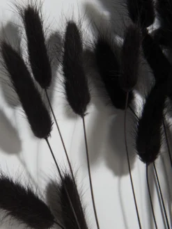 Trockenblume, Schwarz -Haushaltsgegenstände Geschäft Lagurus Trockenblume Schwarz 75cm lup