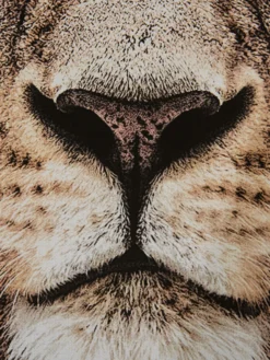 Leinwand-Druck-gerahmt, Braun -Haushaltsgegenstände Geschäft Loewenkoenig Druckgerahmt Braun 50x70 lup