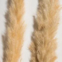 Trockenblume, Creme -Haushaltsgegenstände Geschäft Pampasgrasbuendel6er Trockenblume 213869 Beige Creme 75cm lup