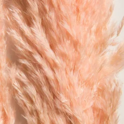 Trockenblume, Pink 5 Trockenblume, Pink -Haushaltsgegenstände Geschäft Pampasgrasbuendel6er Trockenblume 213869 Rosa Pink 65cm lup