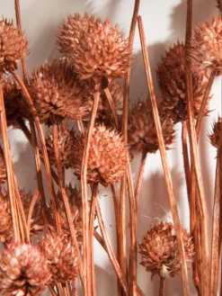 Trockenblume, Autumn Red -Haushaltsgegenstände Geschäft Phalaris Trockenblume Orange AutumnRed 50cm lup