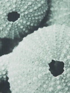 Leinwand-Druck-gerahmt, Hellgrün -Haushaltsgegenstände Geschäft Seeigel Druckgerahmt Gruen Hellgruen 50x120 lup