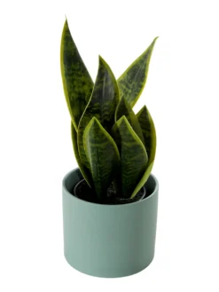 Pflanztopf, Peacock Green