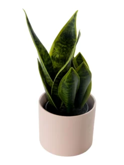 Pflanztopf, Soft Pink